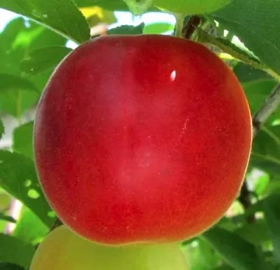 Плумкот БИРИКОККОЛО БОЛОГНЕС  Плумкот БИРИКОККОЛО БОЛОГНЕС в Видном