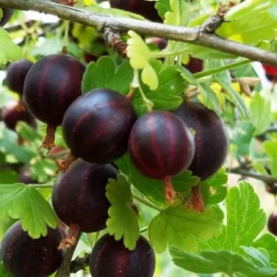 Крыжовник СЕВЕРНЫЙ КАПИТАН  Крыжовник СЕВЕРНЫЙ КАПИТАН в Видном