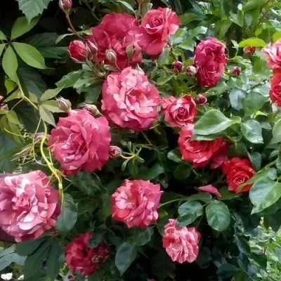 Саженцы роз БРАУНИ плетистая — описание сорта Саженцы роз БРАУНИ плетистая в Видном
