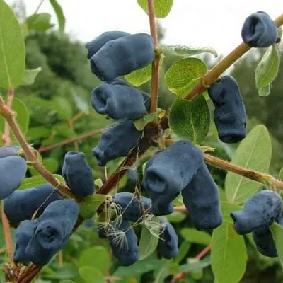 Жимолость съедобная ПУШКИНСКАЯ  Жимолость съедобная ПУШКИНСКАЯ в Видном