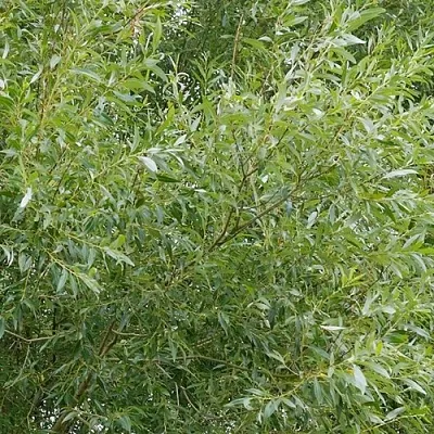 Ива ВИТЕЛЛИНА белая  в Видном