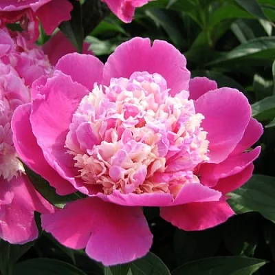 Пион КОРА СТАББС травянистый  Пион КОРА СТАББС травянистый в Видном