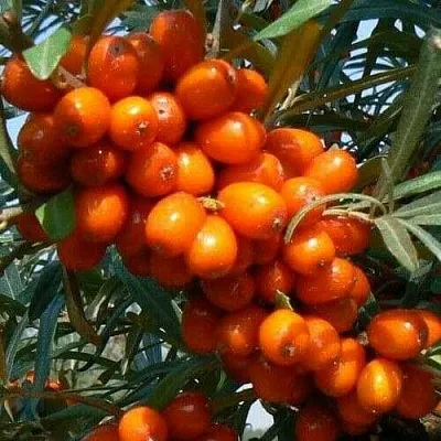 Облепиха ПЛАМЕННАЯ  Облепиха ПЛАМЕННАЯ в Видном