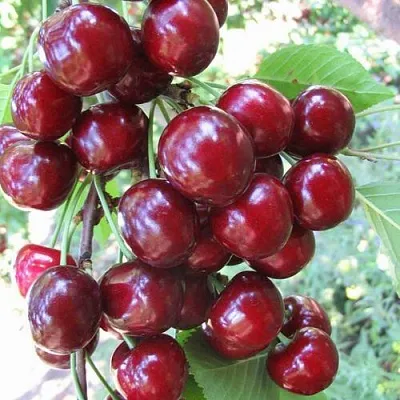 Черешня ОДРИНКА  Черешня ОДРИНКА в Видном