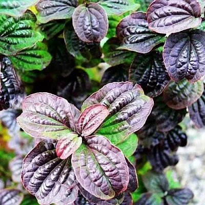 дерен КОМПРЕССА кроваво-красный  дерен КОМПРЕССА кроваво-красный в Видном