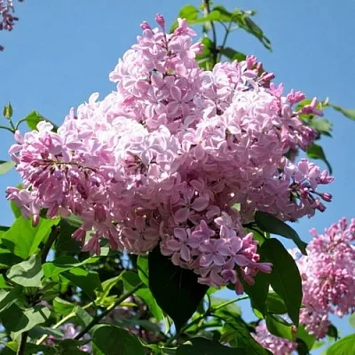 Сирень БУФФОН  Сирень БУФФОН в Видном