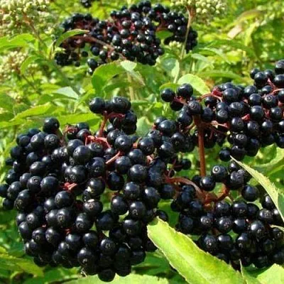 Бузина черная БАГАЦЦЕ в Видном