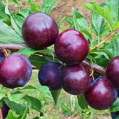 Шарафуга ВЕЛЬВЕТ САНРАЙЗ  Шарафуга ВЕЛЬВЕТ САНРАЙЗ в Видном