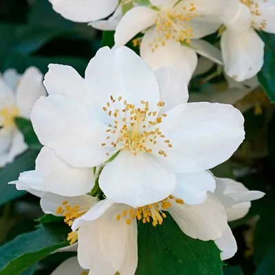 Жасмин ЮСТИНКА в Видном