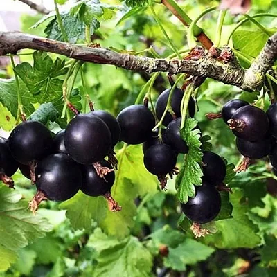 Йошта КРЫМСКАЯ  Йошта КРЫМСКАЯ в Видном