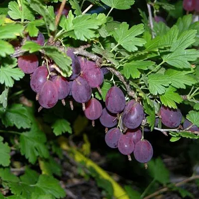 Крыжовник ГРУШЕНЬКА  Крыжовник ГРУШЕНЬКА в Видном