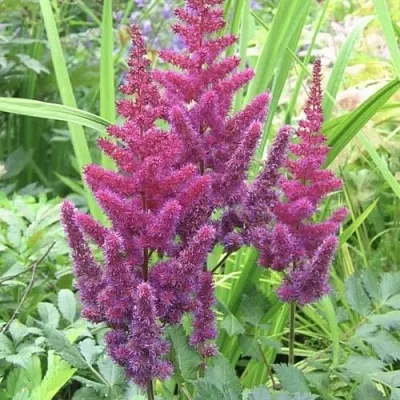 Астильба КАРАОКЕ ПАРТИ китайская  Астильба КАРАОКЕ ПАРТИ китайская в Видном