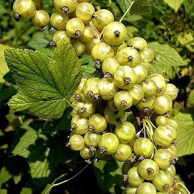 Смородина зеленоплодная СНЕЖНАЯ КОРОЛЕВА  Смородина зеленоплодная СНЕЖНАЯ КОРОЛЕВА в Видном