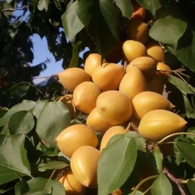 Абрикос МАНИТОБА — описание сорта Абрикос МАНИТОБА в Видном