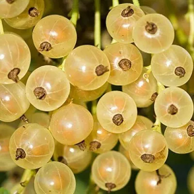 Смородина белая СМОЛЬЯНИНОВСКАЯ  Смородина белая СМОЛЬЯНИНОВСКАЯ в Видном