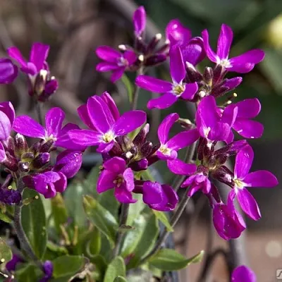 Арабис РОУЗ делайт  Арабис РОУЗ делайт в Видном