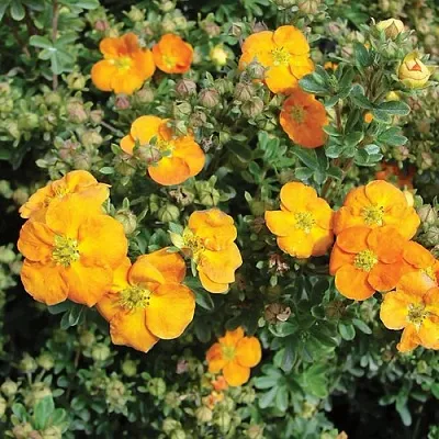 саженцы лапчатки саженцы лапчатки