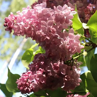 Сирень МЕДОВЫЙ СПАС  Сирень МЕДОВЫЙ СПАС в Видном