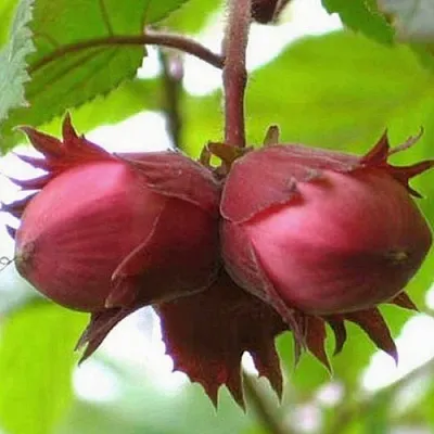 Фундук АЙВЕНГО  Фундук АЙВЕНГО в Видном