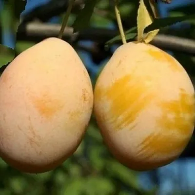 Слива ВАШИНГТОН  Слива ВАШИНГТОН в Видном