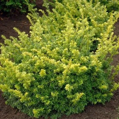 Тис ЭЛЕГАНТИССИМА ягодный  Тис ЭЛЕГАНТИССИМА ягодный в Видном