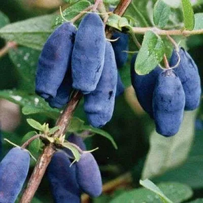 Жимолость съедобная ЛАЗУРНАЯ  Жимолость съедобная ЛАЗУРНАЯ в Видном