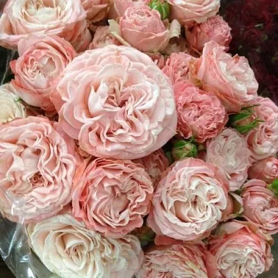 Саженцы роз МАДАМ БОМБАСТИК спрей  Саженцы роз МАДАМ БОМБАСТИК спрей в Видном