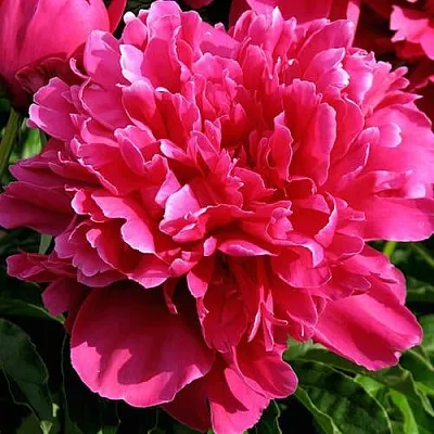 Пион ВИКТУАР ДЕ ЛА МАРН травянистый  Пион ВИКТУАР ДЕ ЛА МАРН травянистый в Видном