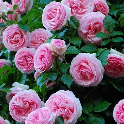 Саженцы роз ПЬЕР ДЕ РОНСАР плетистая  Саженцы роз ПЬЕР ДЕ РОНСАР плетистая в Видном