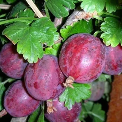 Крыжовник КОЛОБОК  Крыжовник КОЛОБОК в Видном