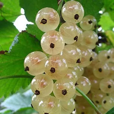 Смородина белая ЮТЕРБОРГСКАЯ  Смородина белая ЮТЕРБОРГСКАЯ в Видном