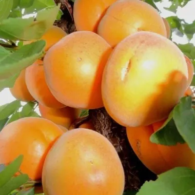 Абрикос ДЕСЕРТНЫЙ в Видном