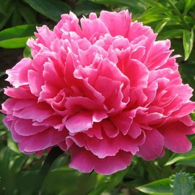 саженцы пиона саженцы пиона