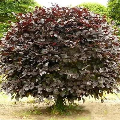 Бук лесной АТРОПУНИЦЕА в Видном