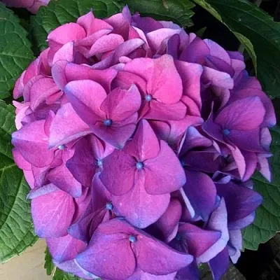 Гортензия СИБИЛЛА (МАСЯ) крупнолистная в Видном