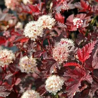 Пузыреплодник ЛЕДИ ИН РЕД  Пузыреплодник ЛЕДИ ИН РЕД в Видном