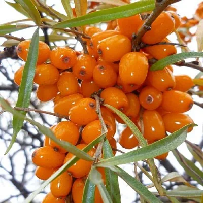 Облепиха КОСТЕР в Видном