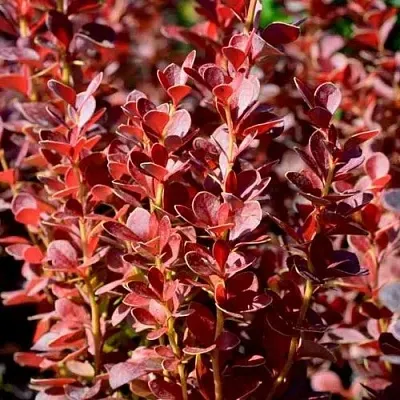 Барбарис ВУЛКАНО тунберга  Барбарис ВУЛКАНО тунберга в Видном