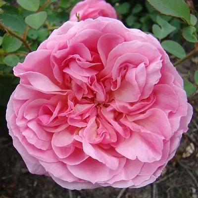 Саженцы роз ХАЙДИ ХОЛЛ английская  Саженцы роз ХАЙДИ ХОЛЛ английская в Видном