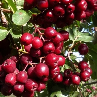 Рябина ГРАНАТНАЯ сладкоплодная в Видном