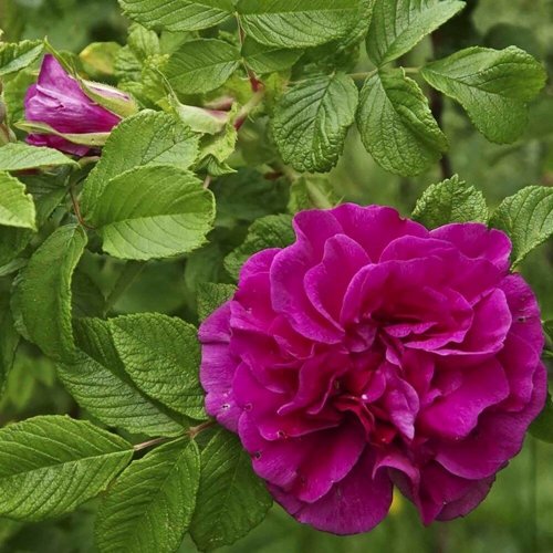 Шиповник ХАНСА в Видном