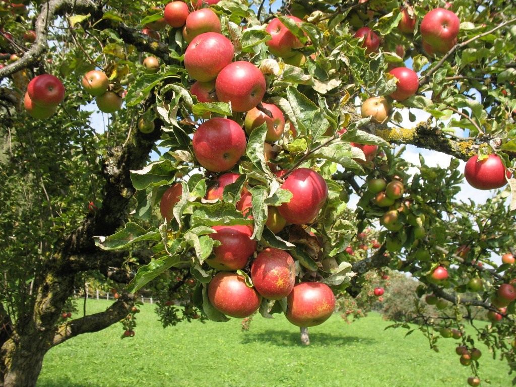 Лучшие сорта саженцев яблонь