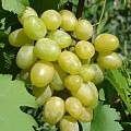 Виноград в Видном