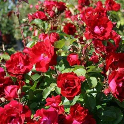 Роза ЧАМПЛЕЙН флорибунда в Видном