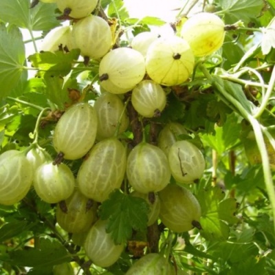 Крыжовник ИНВИКТА в Видном