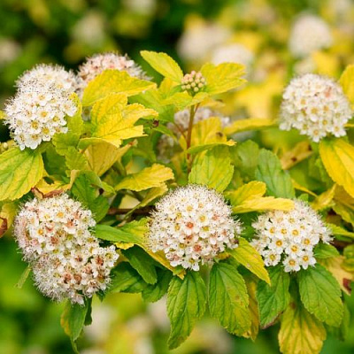 Желтый в Видном