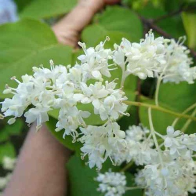 Сирень АМУРСКАЯ в Видном