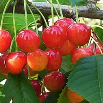 Черешня ДОНЧАНКА в Видном