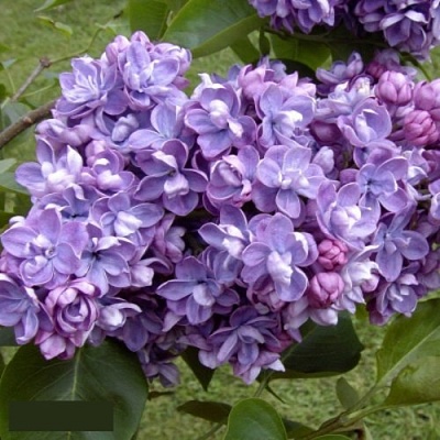 Сирень АМИ ШОТТ в Видном