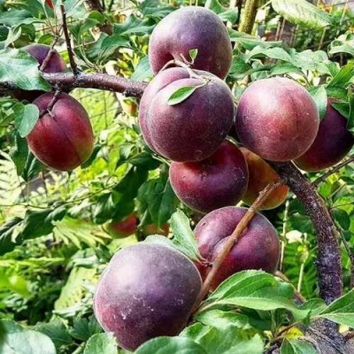 Абрикос ЧЕРНЫЙ БАРХАТ в Видном